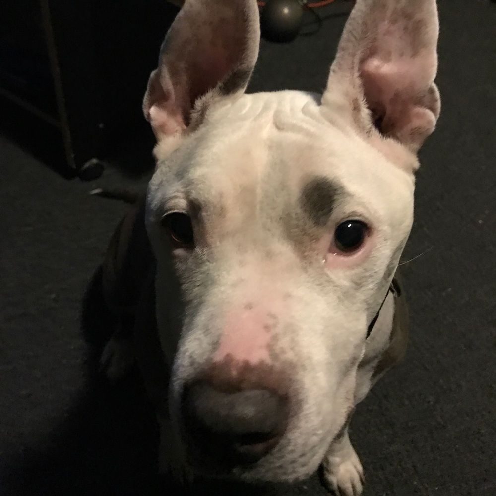 Posher, Lisa. RAISING FUNDS FOR MY DOGS SURGERY.